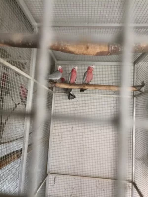 kakadu ružový