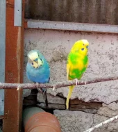 Andulky vlnkované