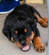 ŠTĚŇATA ROTTWEILERA