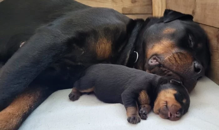 ŠTĚŇATA ROTTWEILERA