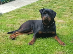 ŠTĚŇATA ROTTWEILERA