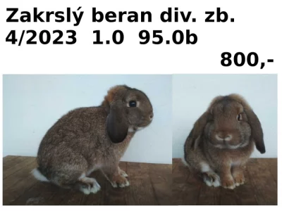 Prodám zakrslé berany divoce zbarvené