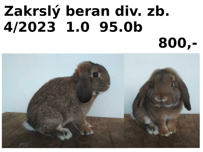 Prodám zakrslé berany divoce zbarvené