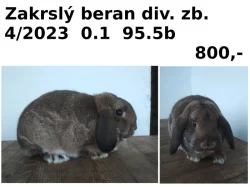 Prodám zakrslé berany divoce zbarvené