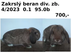 Prodám zakrslé berany divoce zbarvené