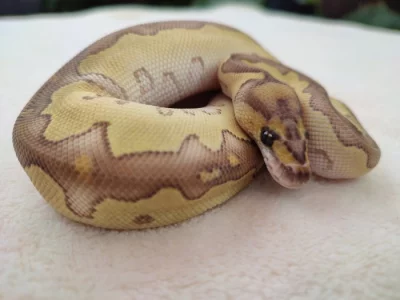 Ball Python Lesser Clown