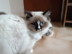 Koťátka Ragdoll s PP