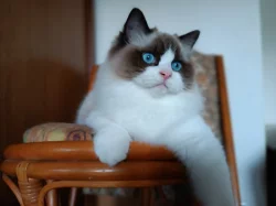 Koťátka Ragdoll s PP