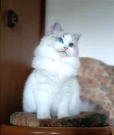 Koťátka Ragdoll s PP