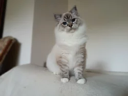 Koťátka Ragdoll s PP