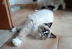 Koťátka Ragdoll s PP