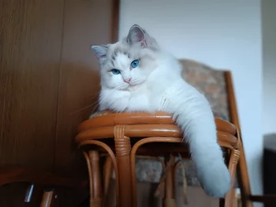 Koťátka Ragdoll s PP