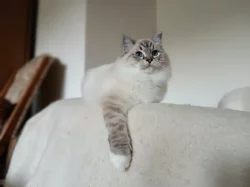 Koťátka Ragdoll s PP