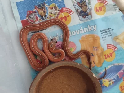 Corn Snake scaleless Tessera