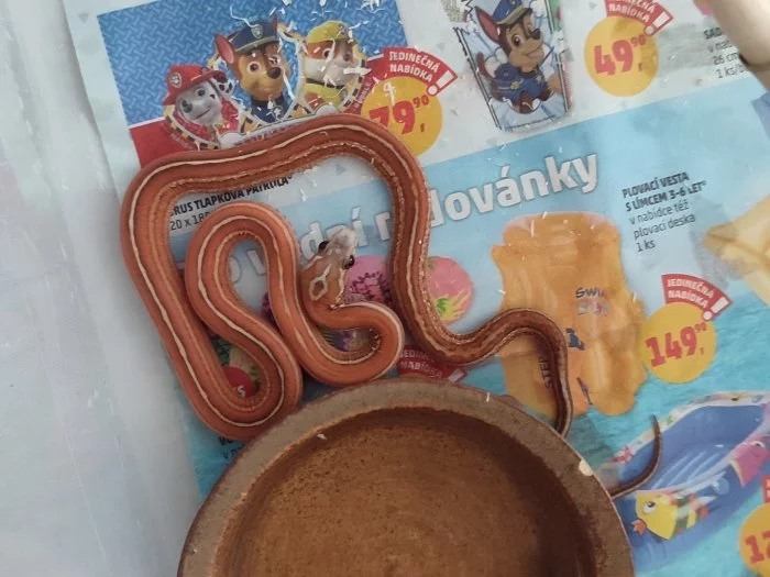 Corn Snake scaleless Tessera