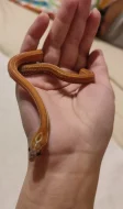 Corn Snake scaleless Tessera