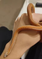 Corn Snake scaleless Tessera