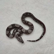 Boa Constrictor Jungle