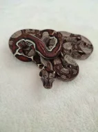 Boa Constrictor Jungle