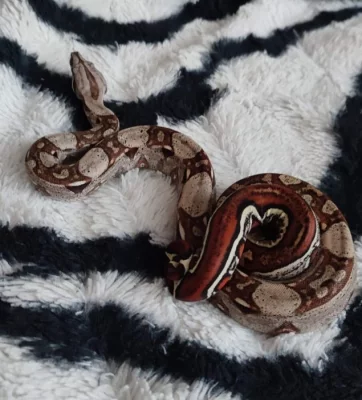 Boa Constrictor Jungle