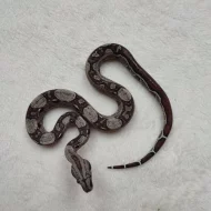 Boa Constrictor Jungle