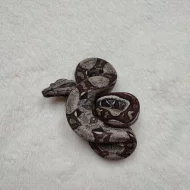 Boa Constrictor Jungle