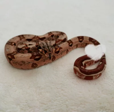 Boa constrictor Hypo Jungle Pink Panther