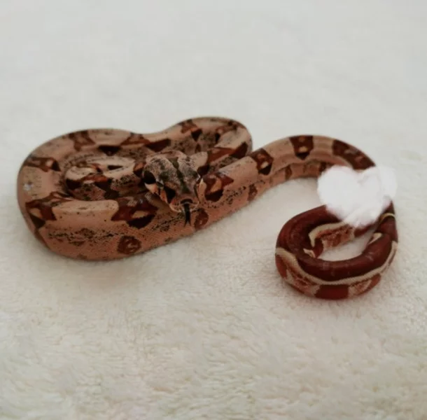 Boa constrictor Hypo Jungle Pink Panther
