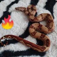Boa constrictor Hypo Jungle Pink Panther