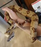 Boa constrictor Hypo Jungle Pink Panther