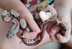 Boa constrictor Hypo Jungle Pink Panther