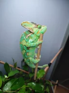Chameleon jemenský