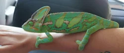 Chameleon jemenský