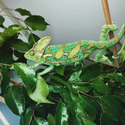 Chameleon jemenský