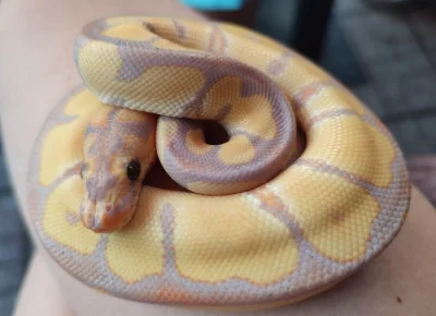 Ball Python Banana Clown Enchi