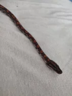 Epicrates Cenchria