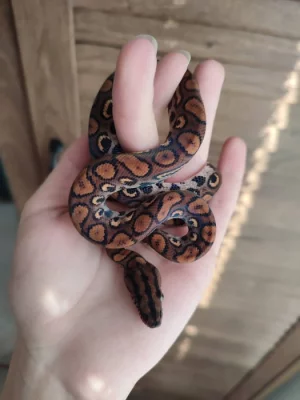Epicrates Cenchria
