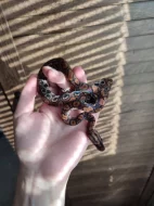 Epicrates Cenchria