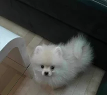 Pomeranian