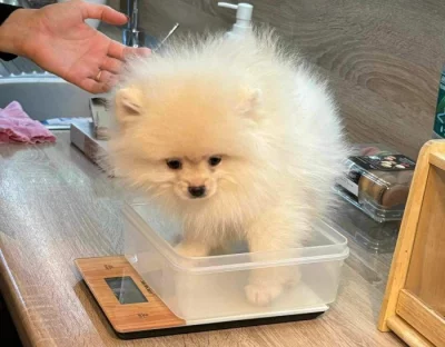 Pomeranian