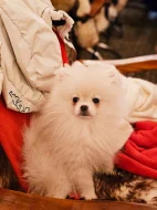 Pomeranian