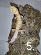 Gekončík noční s genetikou