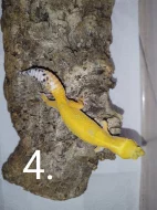 Gekončík noční s genetikou