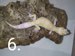 Gekončík noční s genetikou