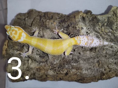 Gekončík noční s genetikou