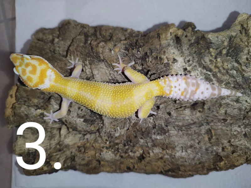 Gekončík noční s genetikou