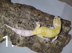 Gekončík noční s genetikou