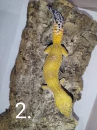 Gekončík noční s genetikou