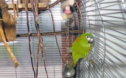 Ara červenoramenný