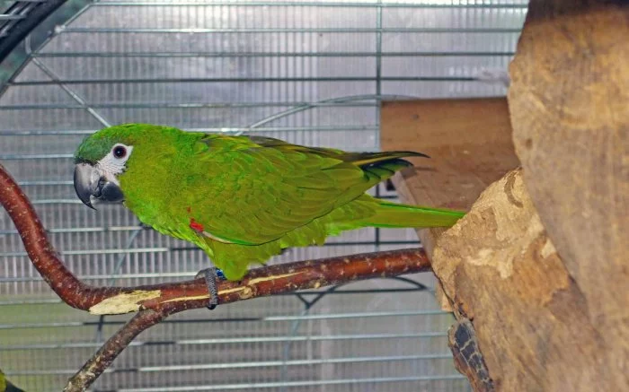 Ara červenoramenný